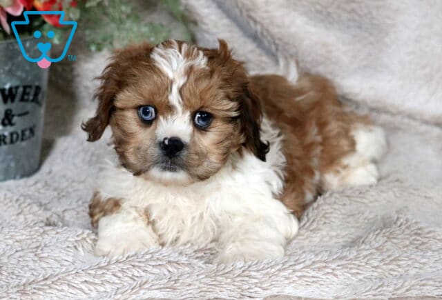 Brown and white Cava Tzu puppy with fluffy fur and bright blue eyes lying on a soft textured blanket near a rustic flower pot, gazing sweetly toward the camera. image