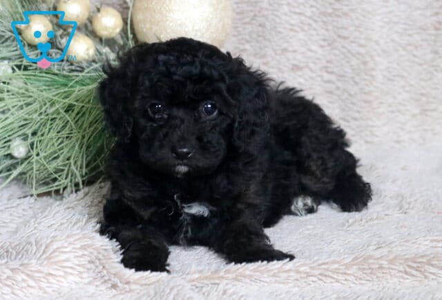 Calvin Mini Poodle image