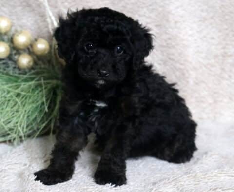 Calvin Mini Poodle2