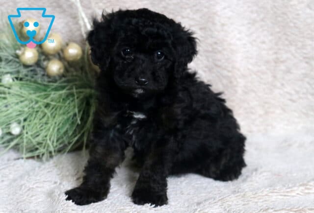 Calvin Mini Poodle2 image