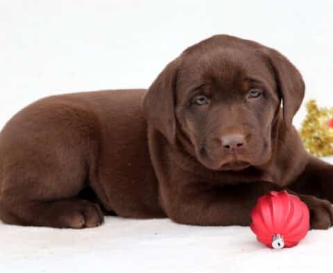 Cami Chocolate Lab