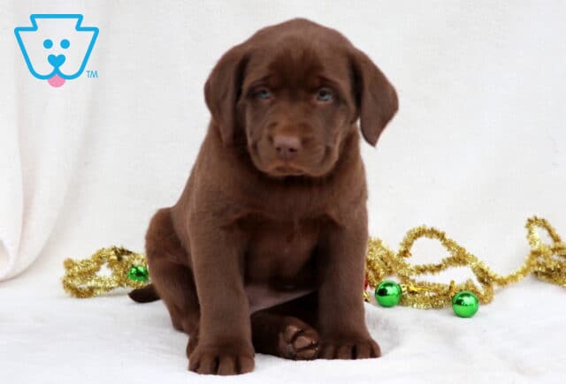 Cami Chocolate Lab2 image