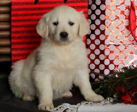 Cami Eng Cream Golden