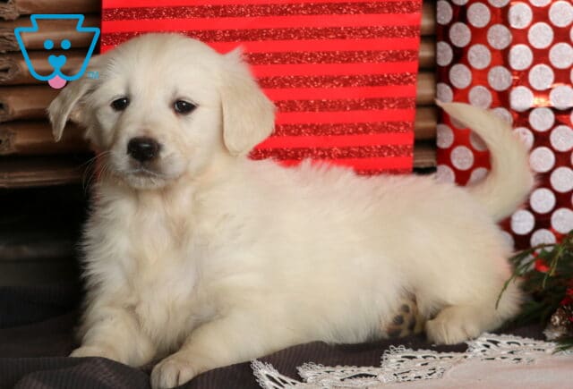 English Cream Golden Retriever puppy lying in a festive holiday display, featuring a fluffy cream coat and relaxed pose with red gift bags and seasonal greenery in the background. image