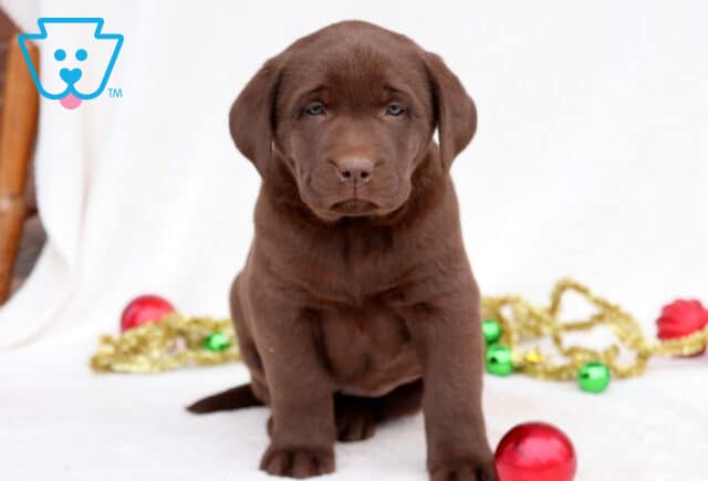 Candy Chocolate Lab image