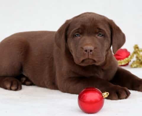 Candy Chocolate Lab2