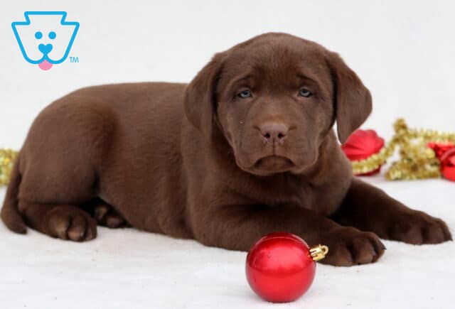 Candy Chocolate Lab2 image