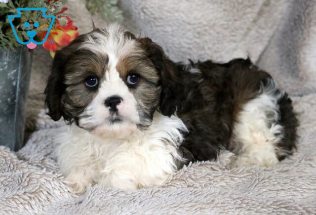 Black, white, and brown Cava Tzu puppy lying on a plush cream blanket, featuring a fluffy white chest, dark expressive eyes, and soft wavy fur, photographed indoors beside a decorative floral container. image
