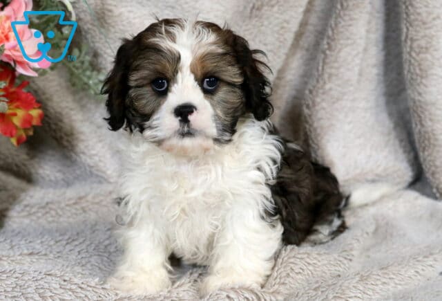 Black, white, and brown Cava Tzu puppy sitting on a soft cream blanket, featuring a fluffy white chest, dark round eyes, and wavy medium-length fur, posed indoors beside a decorative floral arrangement. image