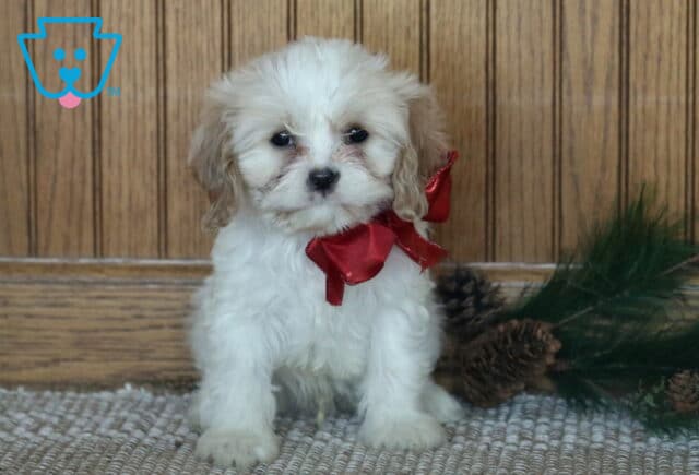 Captain Cavachon image