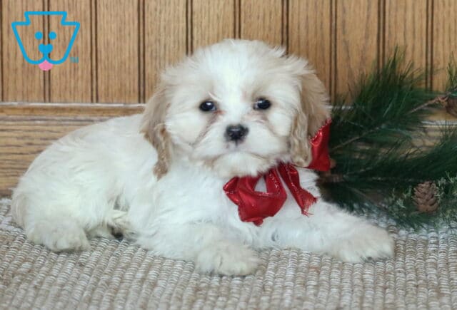 Captain Cavachon2 image