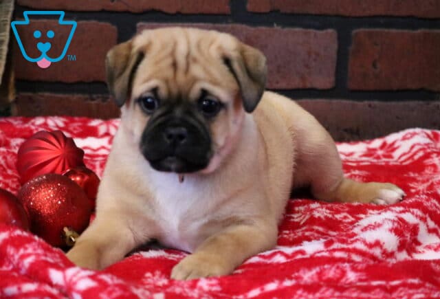 Caramel Latte Jug image