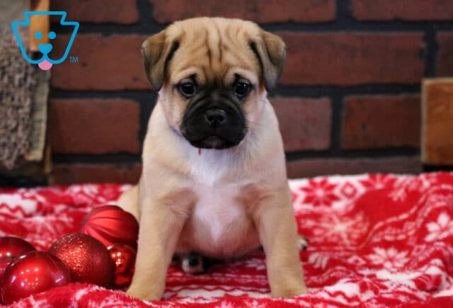 Caramel Latte Jug2 image