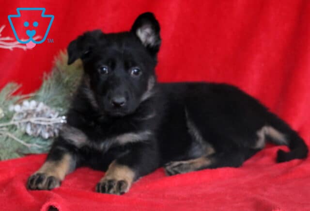 Carmel German2 image