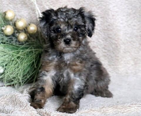 Carmel Mini Poodle