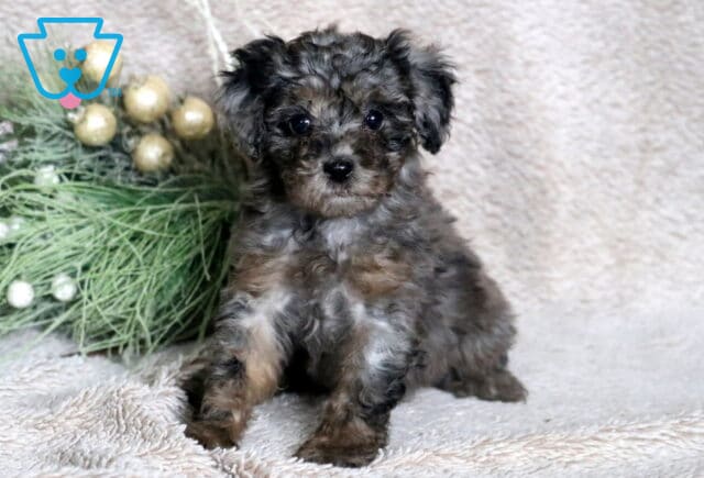 Carmel Mini Poodle image