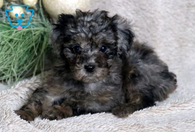 Carmel Mini Poodle2 image