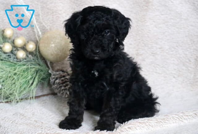 Carrie Mini Poodle image