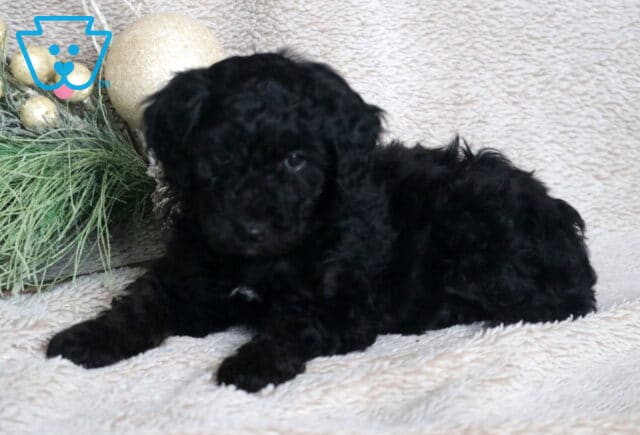 Carrie Mini Poodle2 image