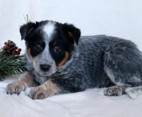 Cash Blue Heeler