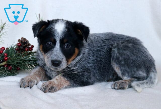 Cash Blue Heeler image
