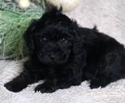 Cassidy Mini Poodle