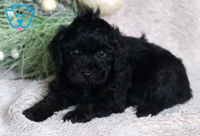 Cassidy Mini Poodle image