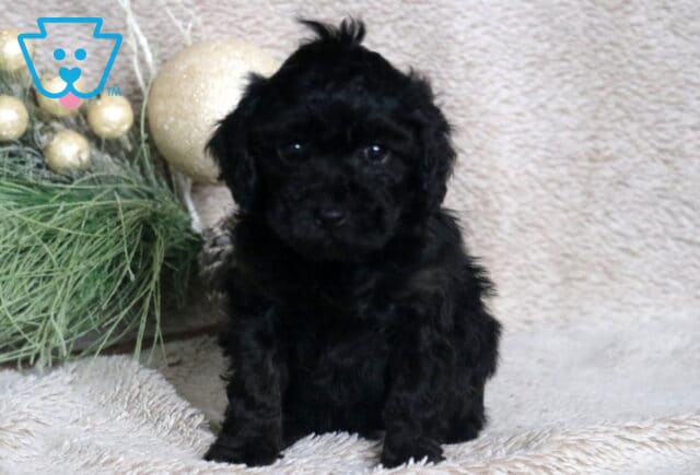 Cassidy Mini Poodle2 image