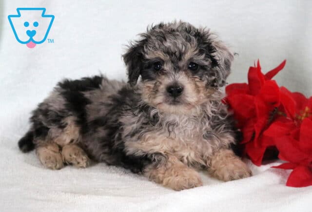 Bichpoo puppy with a curly gray, black, and cream coat lying on a white blanket beside bright red flowers. image
