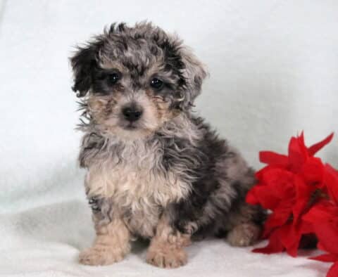 Bichpoo puppy with a fluffy gray, black, and cream curly coat sitting on a white blanket next to bright red flowers.