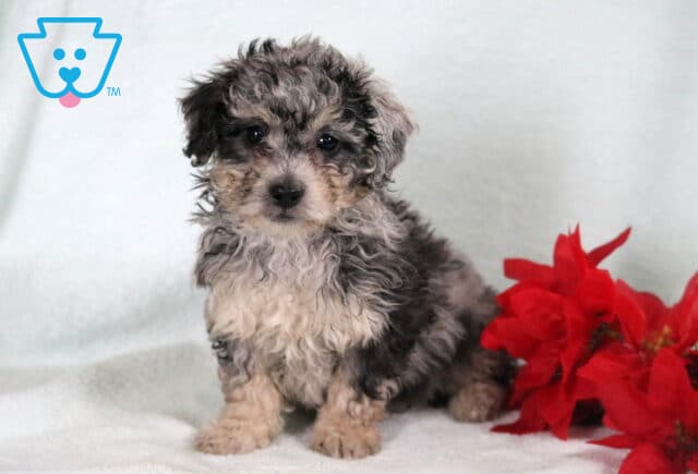 Bichpoo puppy with a fluffy gray, black, and cream curly coat sitting on a white blanket next to bright red flowers. image