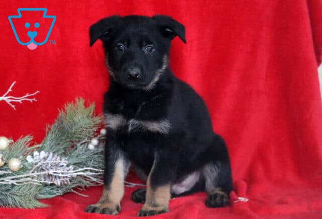 Charles German image