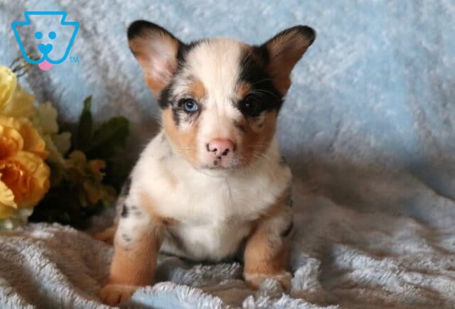 Charlie Brown Corgi image