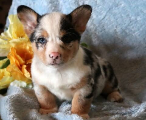 Charlie Brown Corgi2