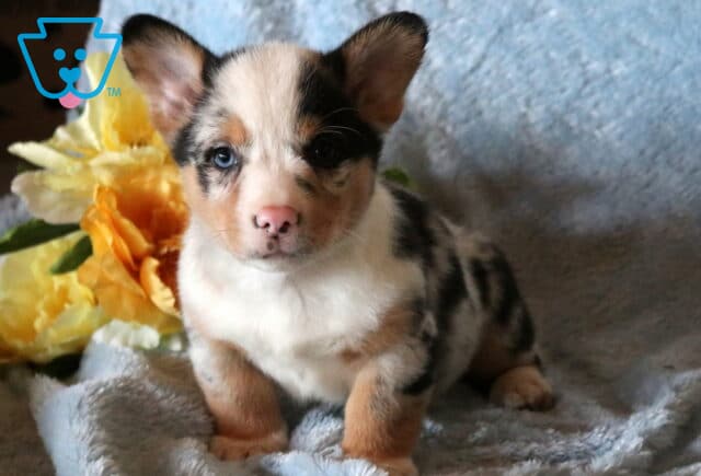 Charlie Brown Corgi2 image