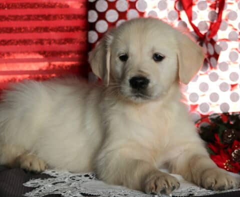 Charlie Eng Cream Golden