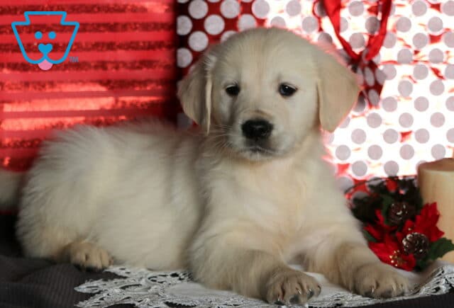 Charlie Eng Cream Golden image