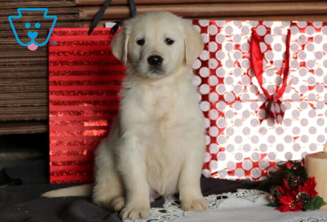 Charlie Eng Cream Golden2 image