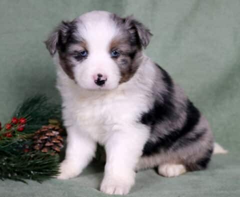 Charlie Mini Australian Shepherd