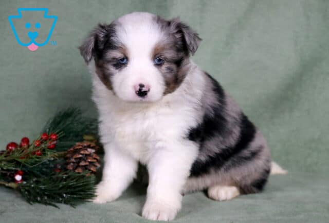 Charlie Mini Australian Shepherd image