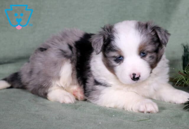 Charlie Mini Australian Shepherd2 image