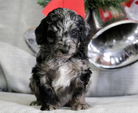 Charlie Mini Goldendoodle