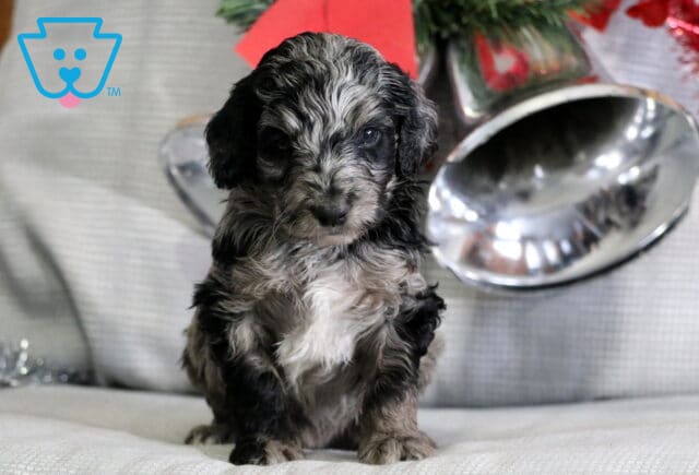 Charlie Mini Goldendoodle image