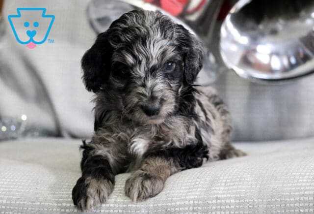 Charlie Mini Goldendoodle2 image