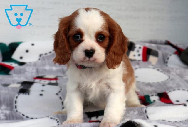 Charlotte Cavalier image