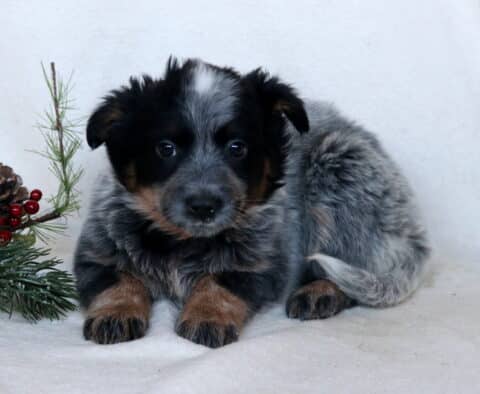 Charm Blue Heeler