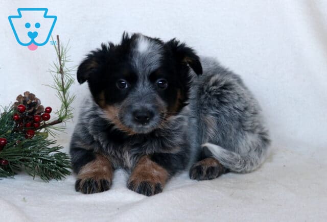 Charm Blue Heeler image