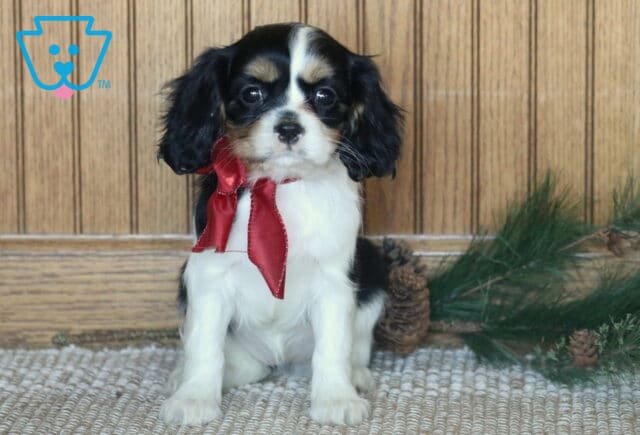 Charm Cavachon image