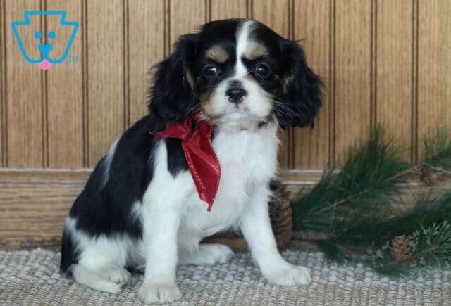 Charm Cavachon2 image