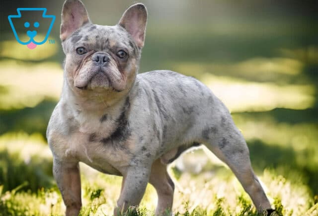 Charm French Bulldog Abner Fisher image